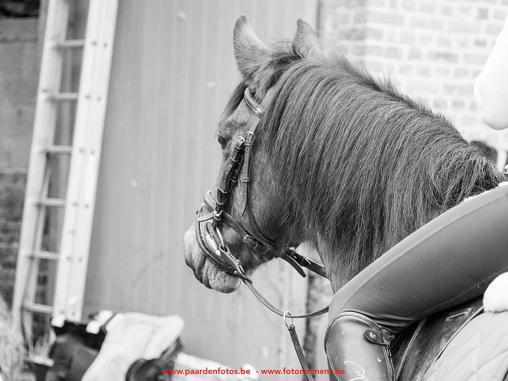 Paardenfotos-Photographe-Equestre-20200104_133342_1116536_1star_Fotomoment_eventfotograaf_Photographe_evenement-2.jpg Jumping Cercle Equestre L'Etrier d' Hélécine 04.01.2020 Cercle Equestre L'Etrier,Cercle Equestre L'Etrier d' HÃ©lÃ©cine,EP Stables,Equestre,Fotomoment,Jumping,Paardenfotograaf,Paardenwedstrijd,Photographe Equestre,Photographe de mariage,Thierry Botten,