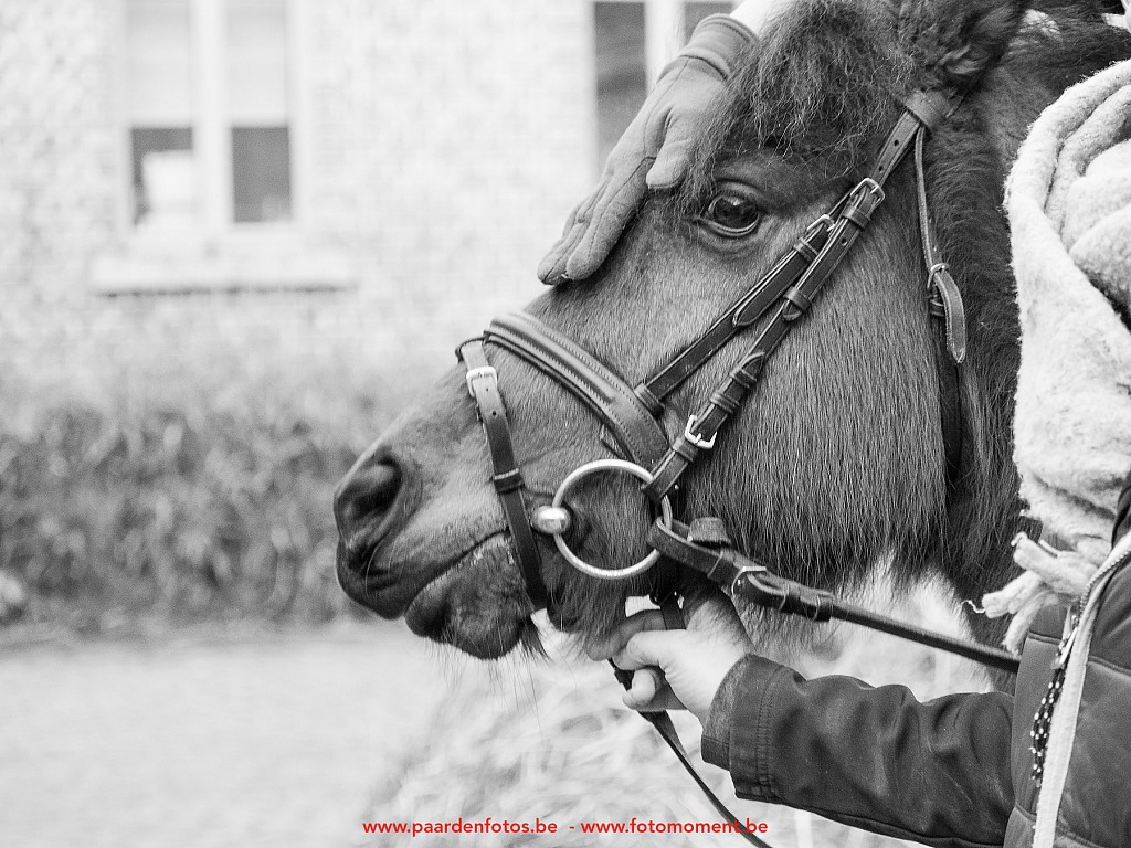 Paardenfotos-Photographe-Equestre-20200104_133358_1116541_1star_Fotomoment_eventfotograaf_Photographe_evenement-2.jpg Jumping Cercle Equestre L'Etrier d' Hélécine 04.01.2020 Cercle Equestre L'Etrier,Cercle Equestre L'Etrier d' HÃ©lÃ©cine,EP Stables,Equestre,Fotomoment,Jumping,Paardenfotograaf,Paardenwedstrijd,Photographe Equestre,Photographe de mariage,Thierry Botten,