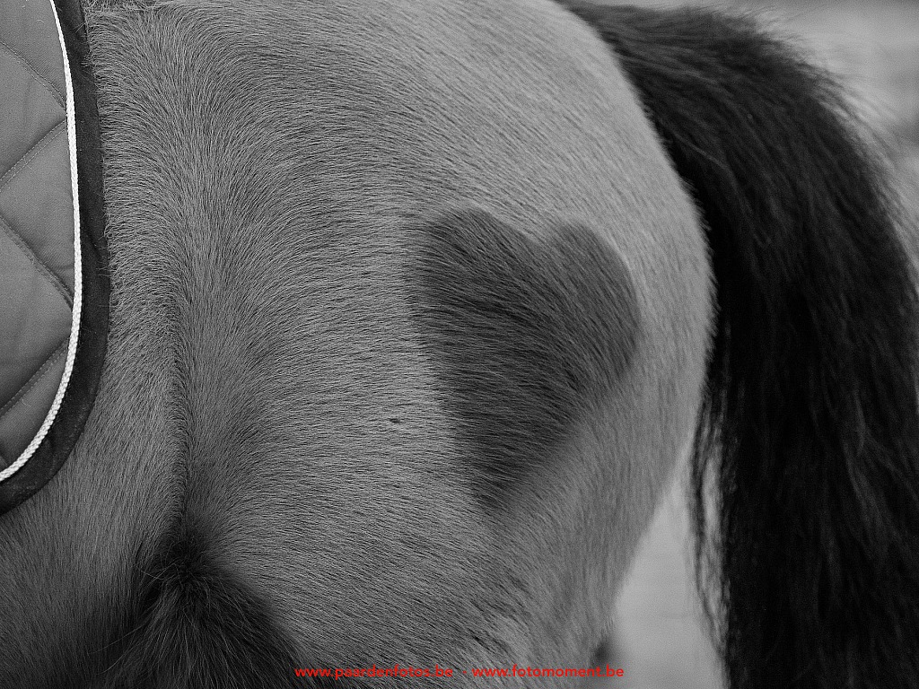 Paardenfotos-Photographe-Equestre-20200104_133412_1116547_1star_Fotomoment_eventfotograaf_Photographe_evenement-2.jpg Jumping Cercle Equestre L'Etrier d' Hélécine 04.01.2020 Cercle Equestre L'Etrier,Cercle Equestre L'Etrier d' HÃ©lÃ©cine,EP Stables,Equestre,Fotomoment,Jumping,Paardenfotograaf,Paardenwedstrijd,Photographe Equestre,Photographe de mariage,Thierry Botten,