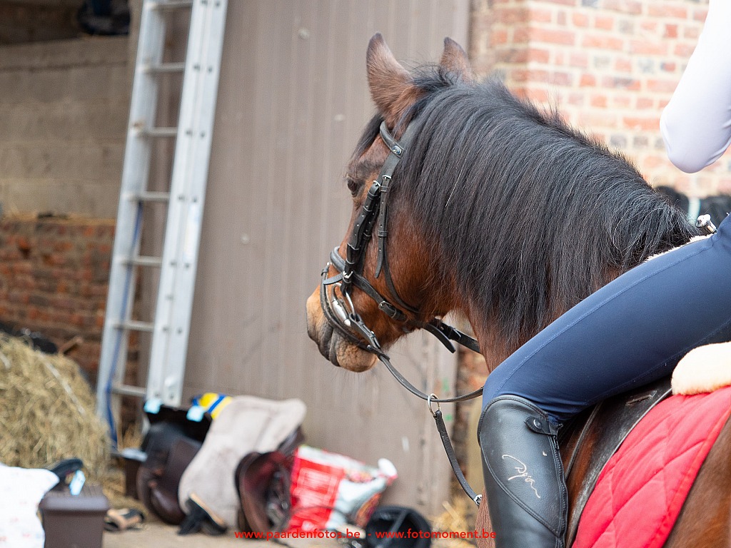 Paardenfotos-Photographe-Equestre-20200104_133342_1116536_1star_Fotomoment_eventfotograaf_Photographe_evenement.jpg Jumping Cercle Equestre L'Etrier d' Hélécine 04.01.2020 Cercle Equestre L'Etrier,Cercle Equestre L'Etrier d' HÃ©lÃ©cine,EP Stables,Equestre,Fotomoment,Jumping,Paardenfotograaf,Paardenwedstrijd,Photographe Equestre,Photographe de mariage,Thierry Botten,
