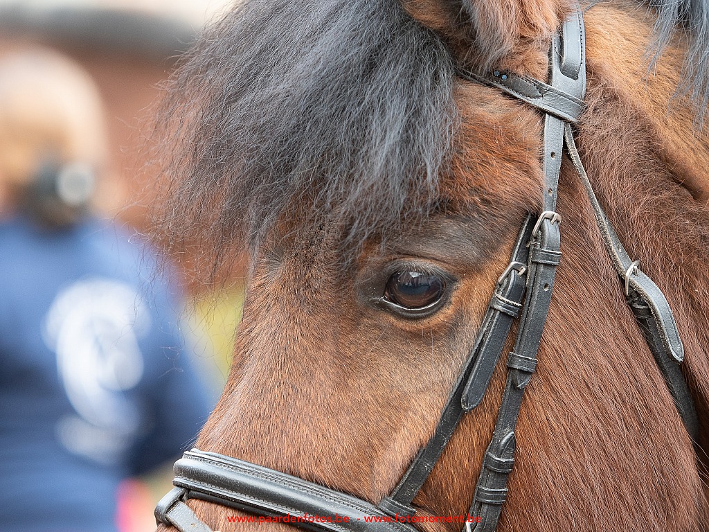 Paardenfotos-Photographe-Equestre-20200104_133512_1116560_1star_Fotomoment_eventfotograaf_Photographe_evenement.jpg Jumping Cercle Equestre L'Etrier d' Hélécine 04.01.2020 Cercle Equestre L'Etrier,Cercle Equestre L'Etrier d' HÃ©lÃ©cine,EP Stables,Equestre,Fotomoment,Jumping,Paardenfotograaf,Paardenwedstrijd,Photographe Equestre,Photographe de mariage,Thierry Botten,