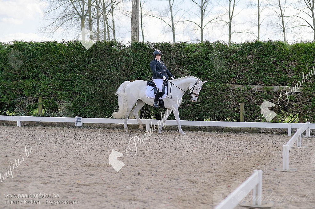 Photographe Fotograaf Equestre Paardenfotograaf Paardenfotos