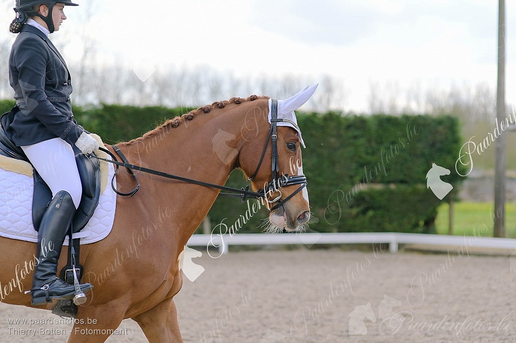 Photographe Fotograaf Equestre Paardenfotograaf Paardenfotos